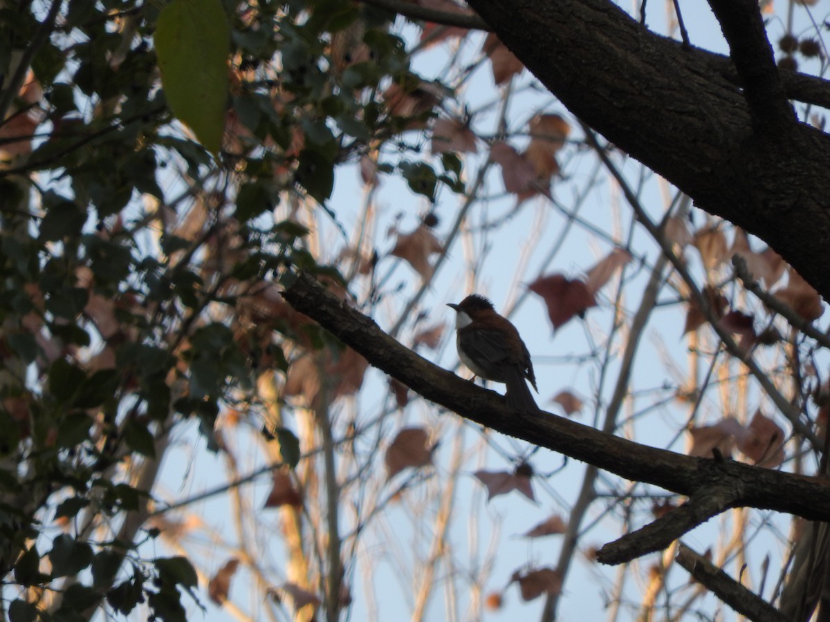 Оливник каштановий - ML646900785