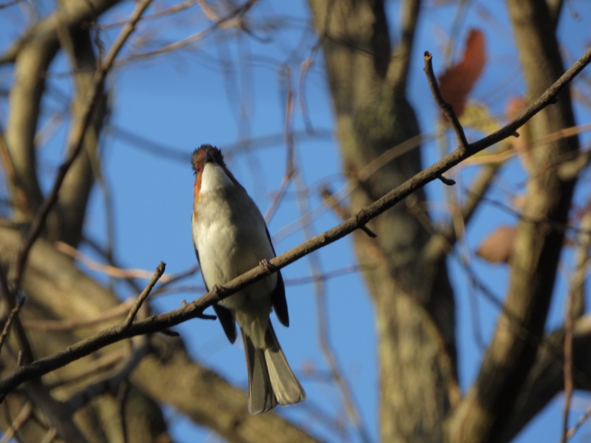 Оливник каштановий - ML646900786