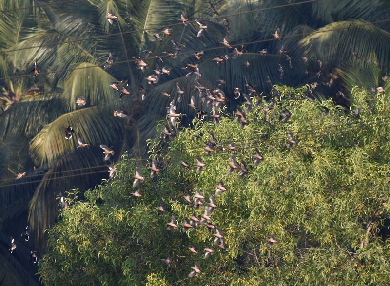 Chestnut-tailed Starling - ML646900787