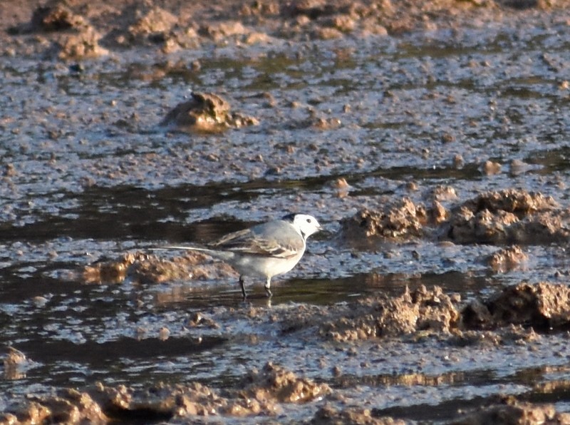 Buztanikara zuria - ML646900799