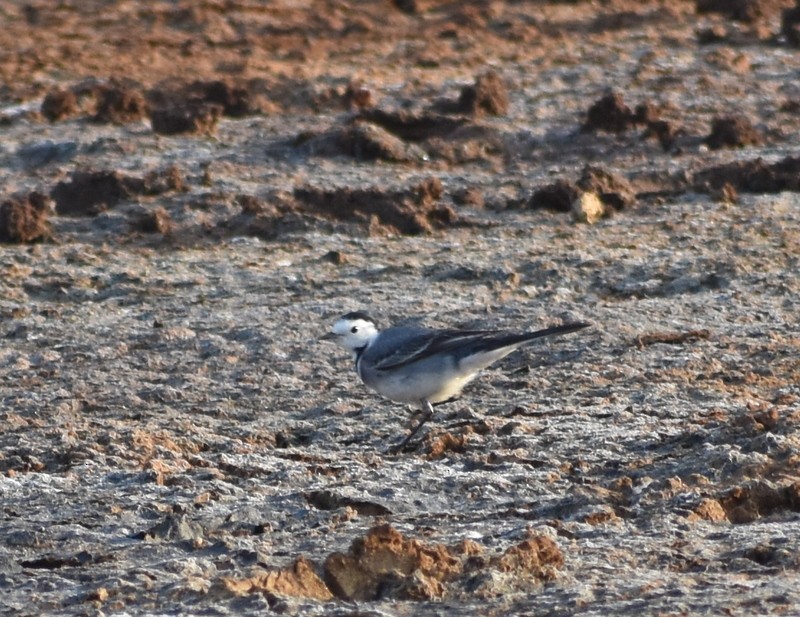 Buztanikara zuria - ML646900800