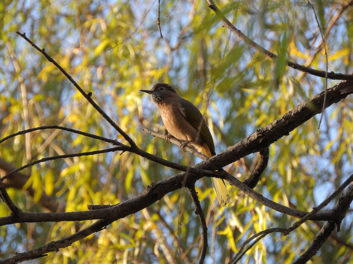 Оливник гірський - ML646900801