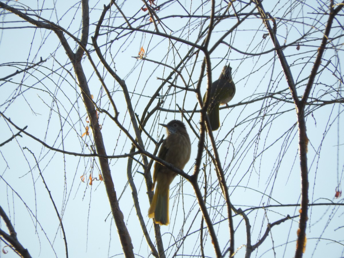 Оливник гірський - ML646900802