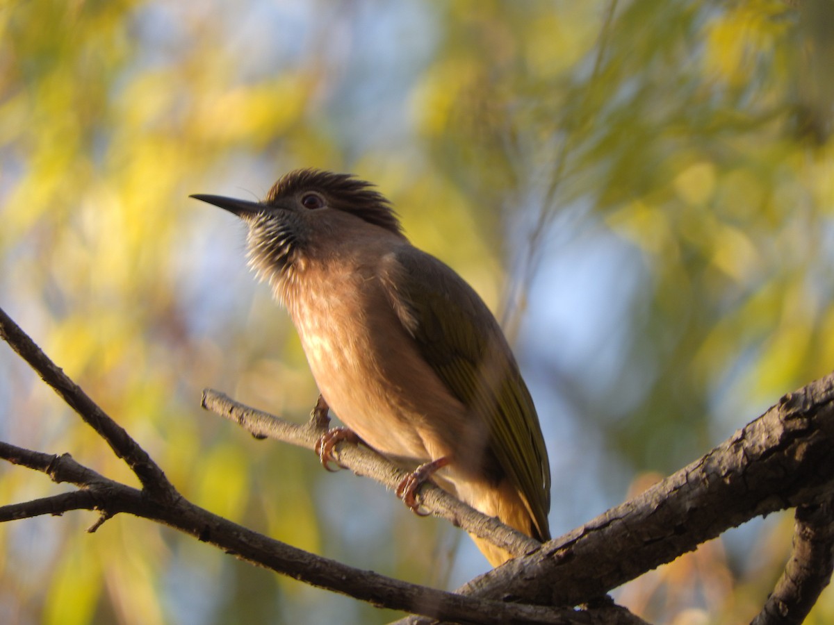Оливник гірський - ML646900803