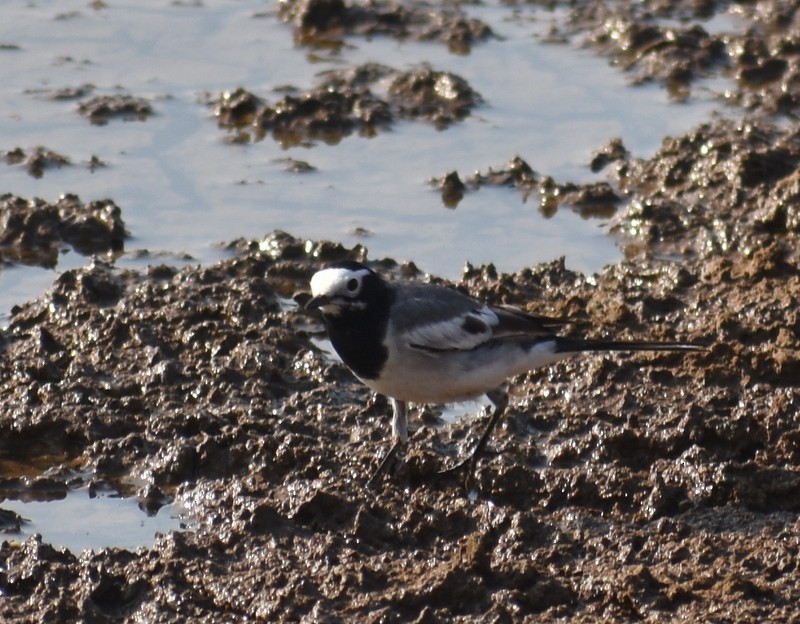 Buztanikara zuria - ML646900804