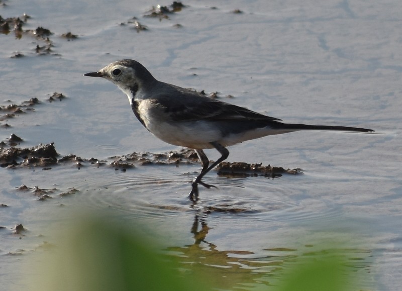 Buztanikara zuria - ML646900805