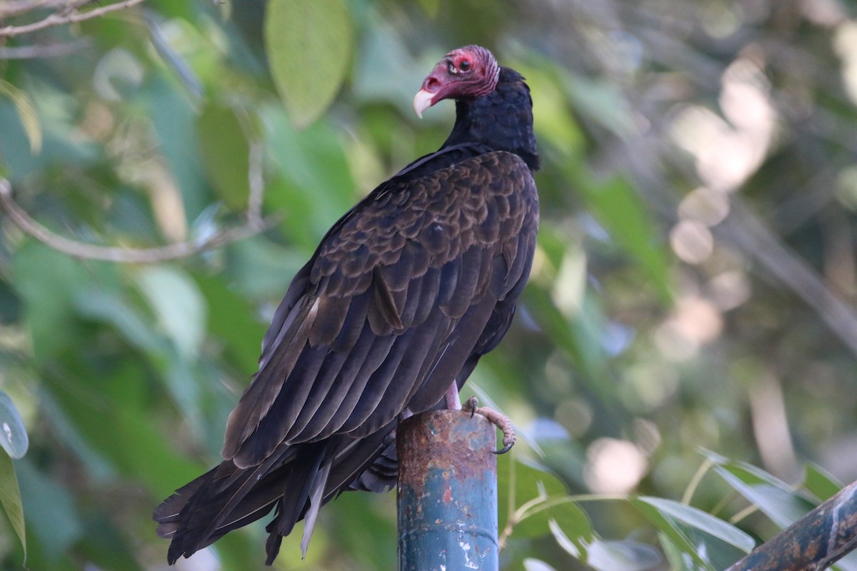 Turkey Vulture - ML646900807