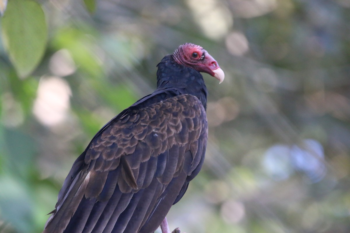 Truthahngeier - ML646900808