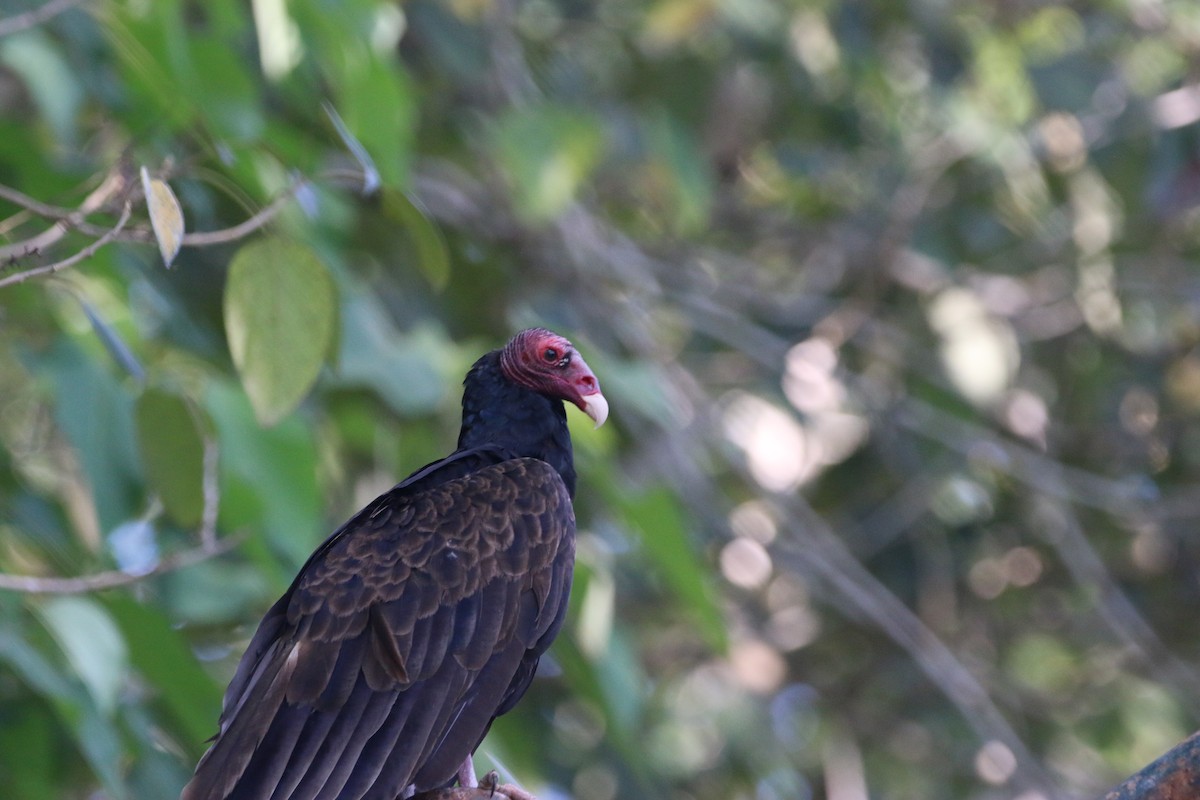 Turkey Vulture - ML646900809