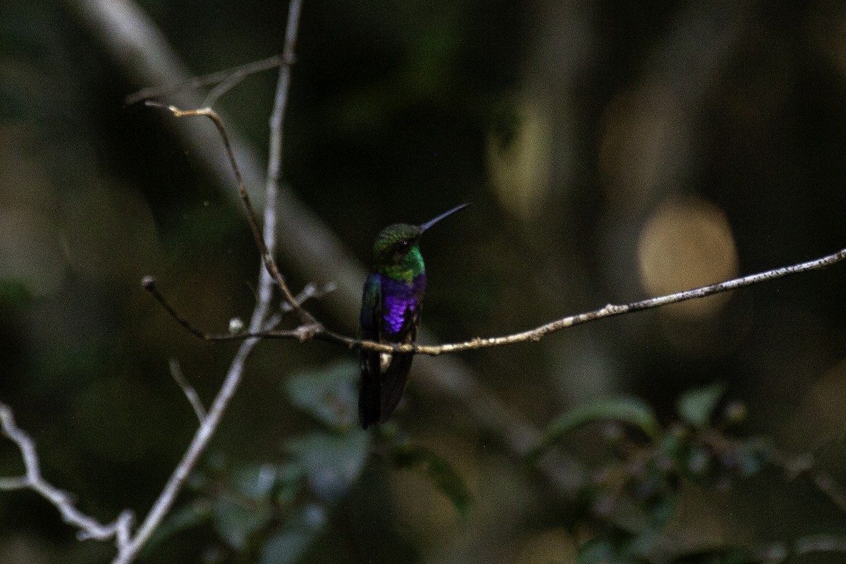 Fork-tailed Woodnymph - ML646900810