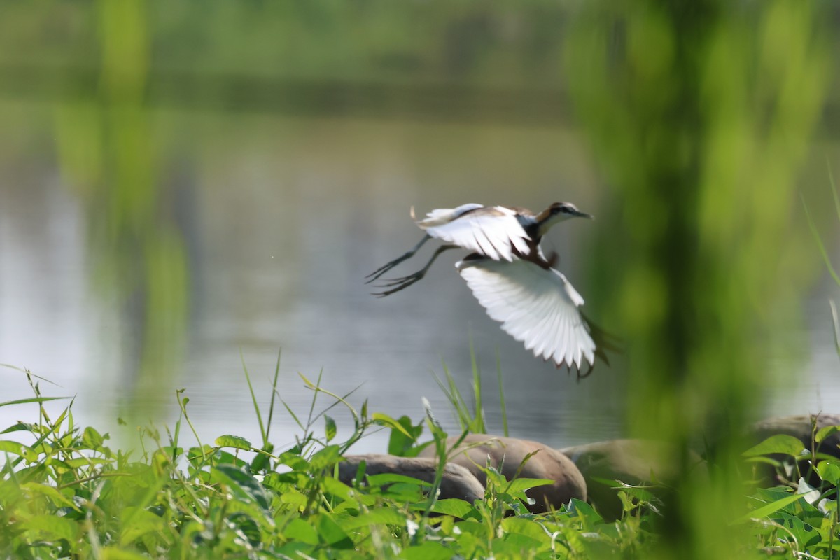Pheasant-tailed Jacana - ML646900814
