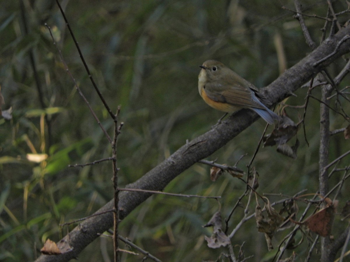 Синьохвіст тайговий - ML646900824