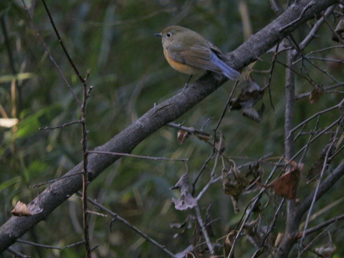 Синьохвіст тайговий - ML646900825