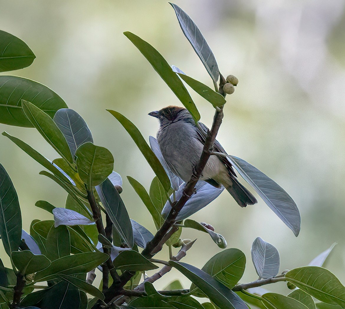 Scrub Tanager - ML646900842