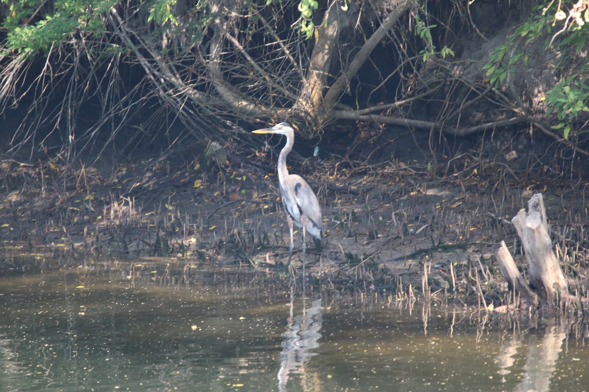 Kanadareiher - ML646900848