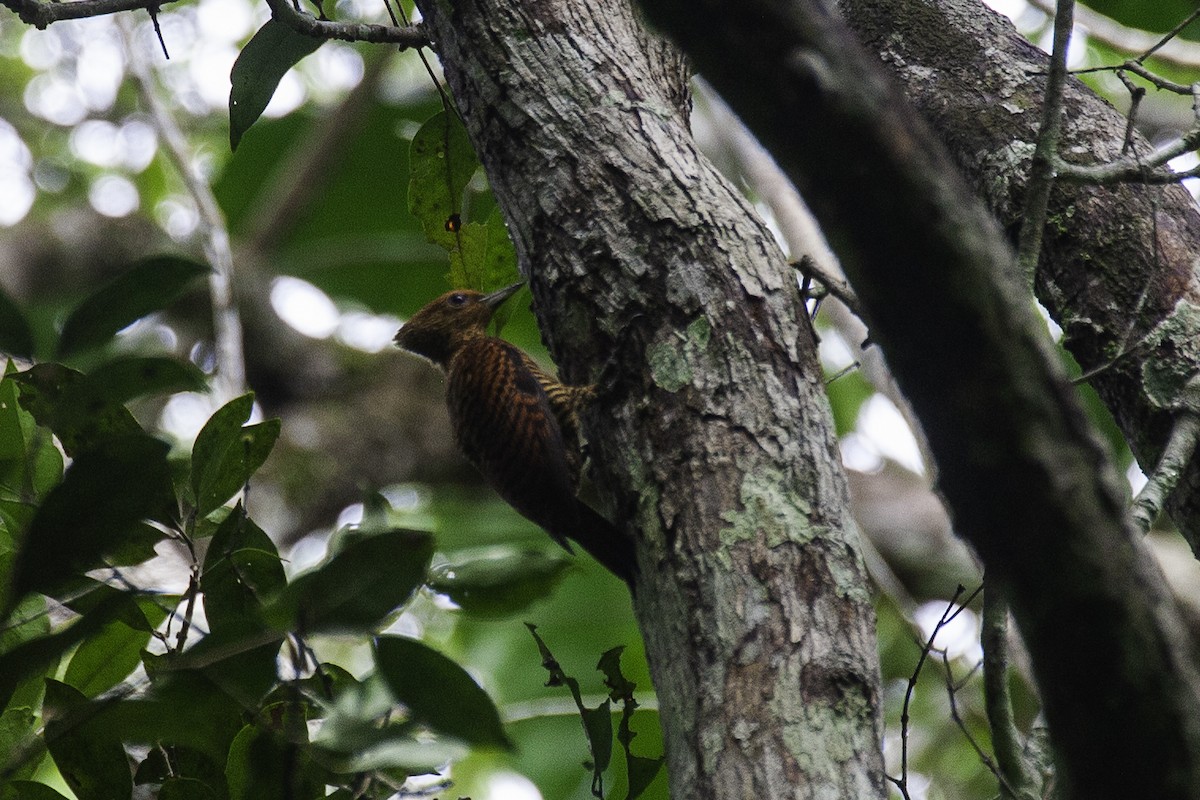 Waved Woodpecker (Waved) - ML646900849