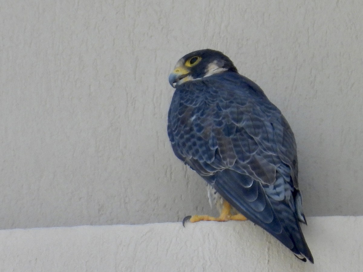 vandrefalk - ML646900855