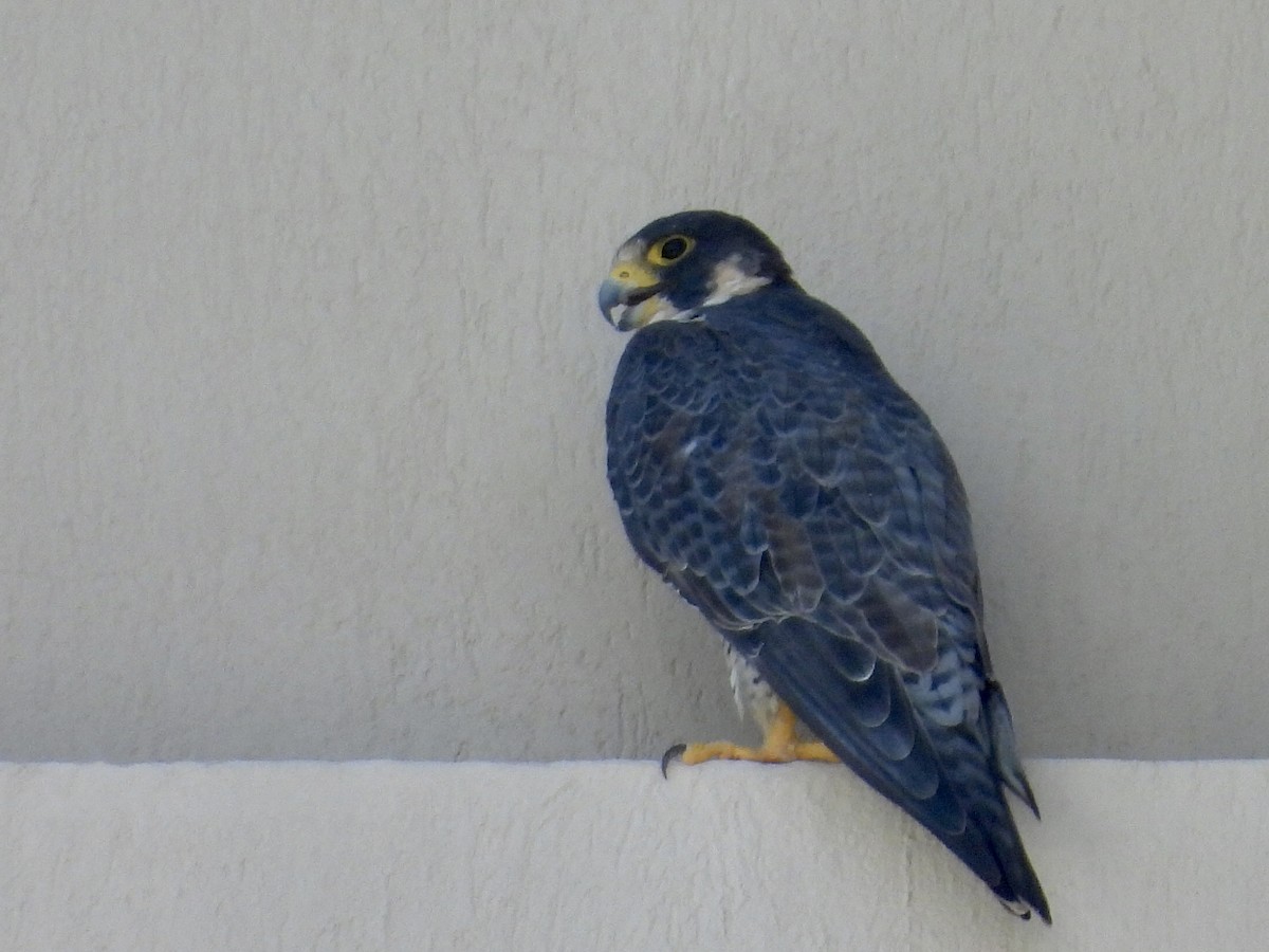 vandrefalk - ML646900856