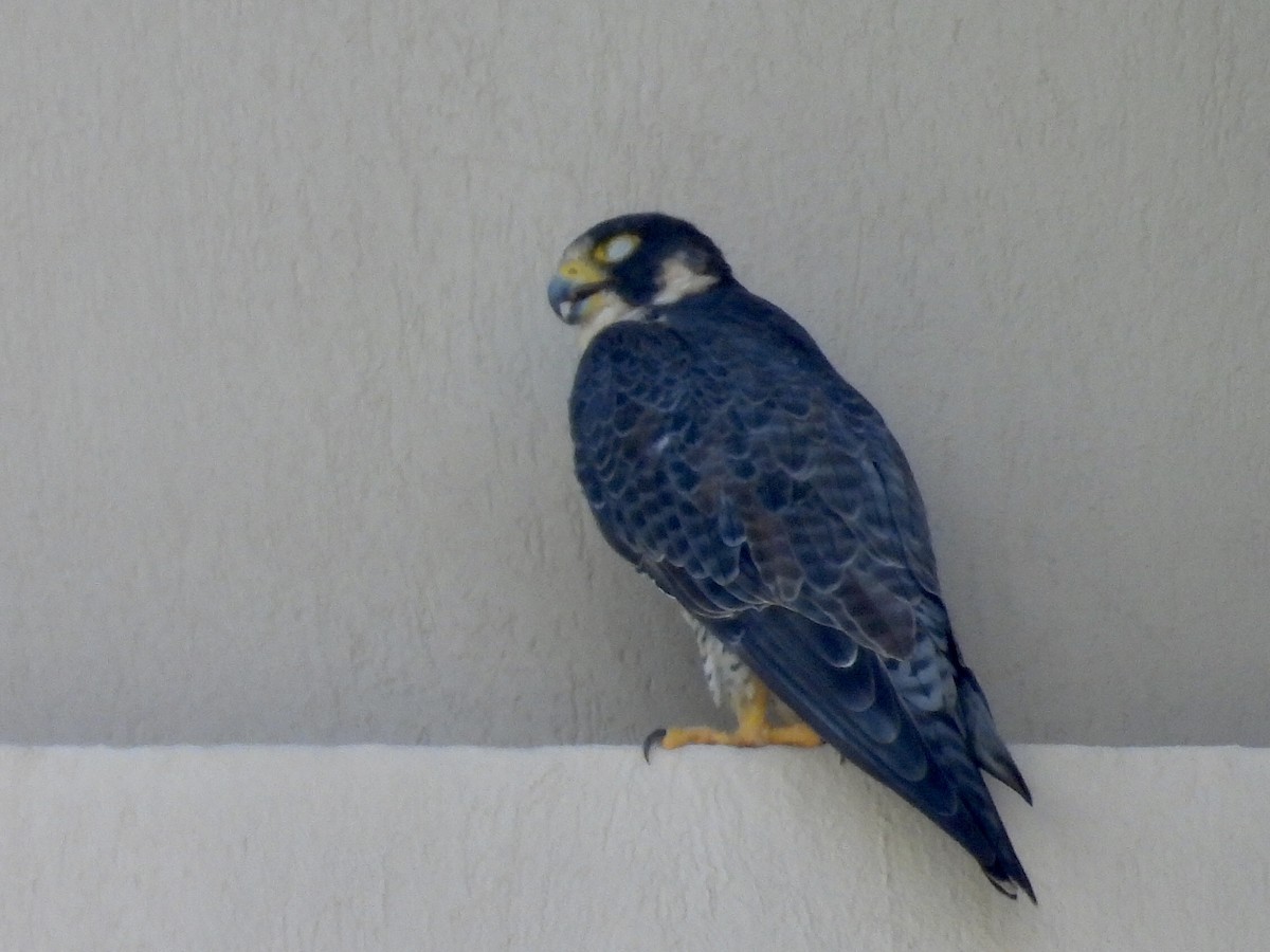 vandrefalk - ML646900857