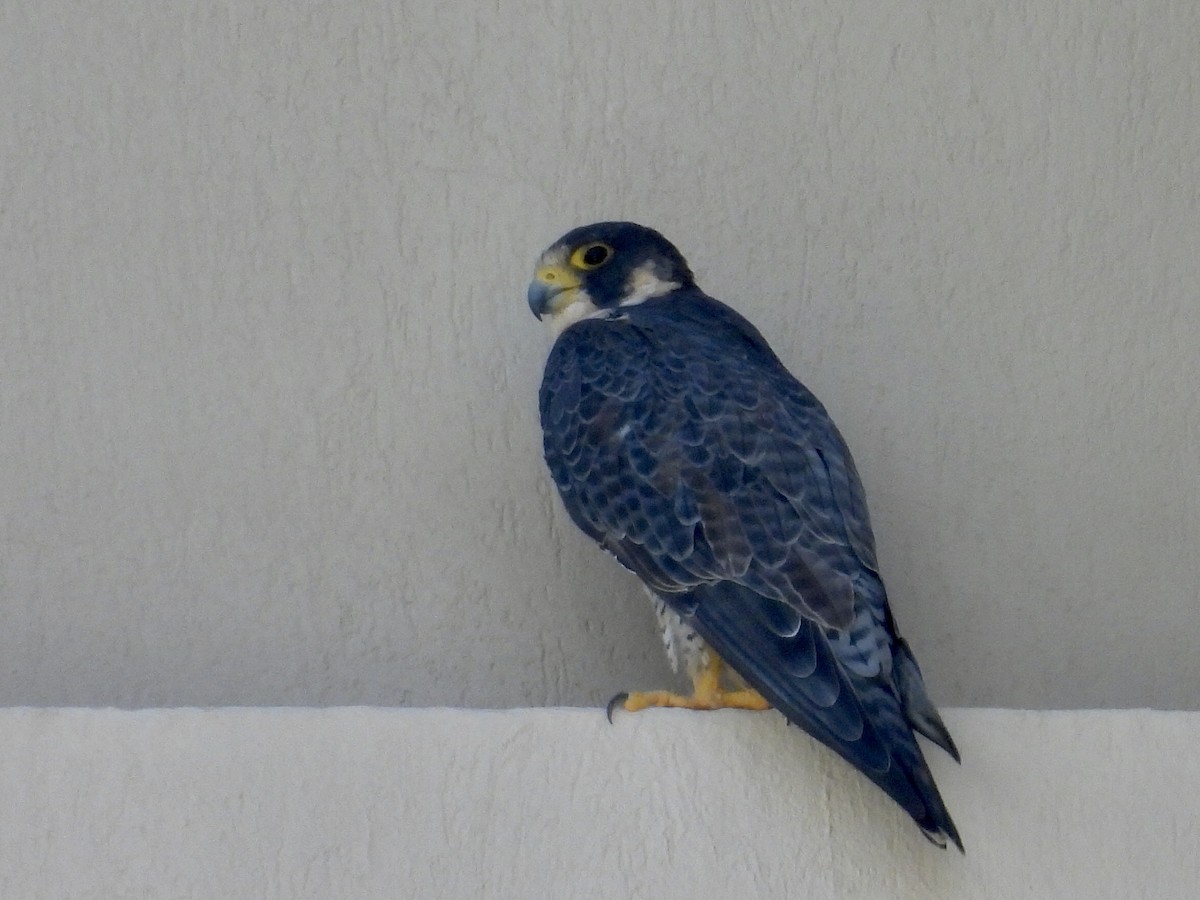 vandrefalk - ML646900858