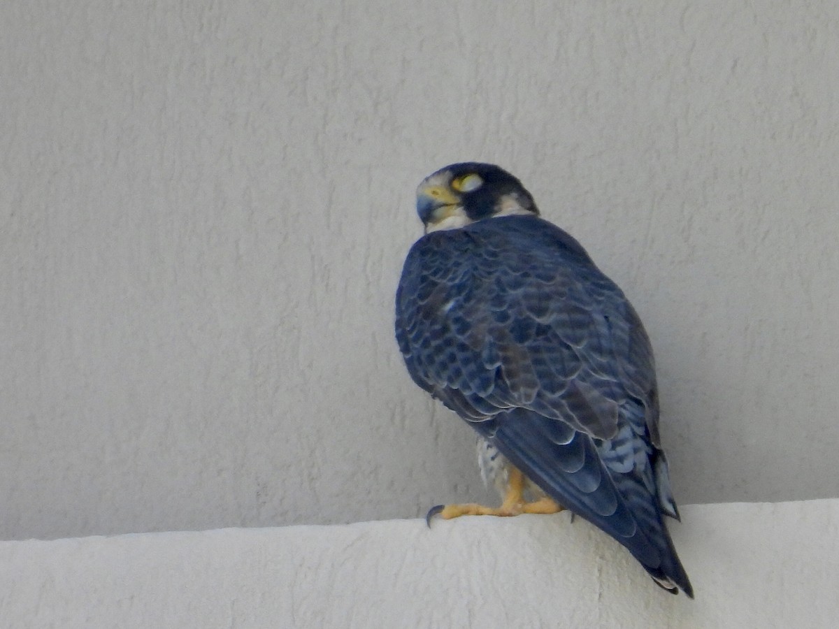 vandrefalk - ML646900859