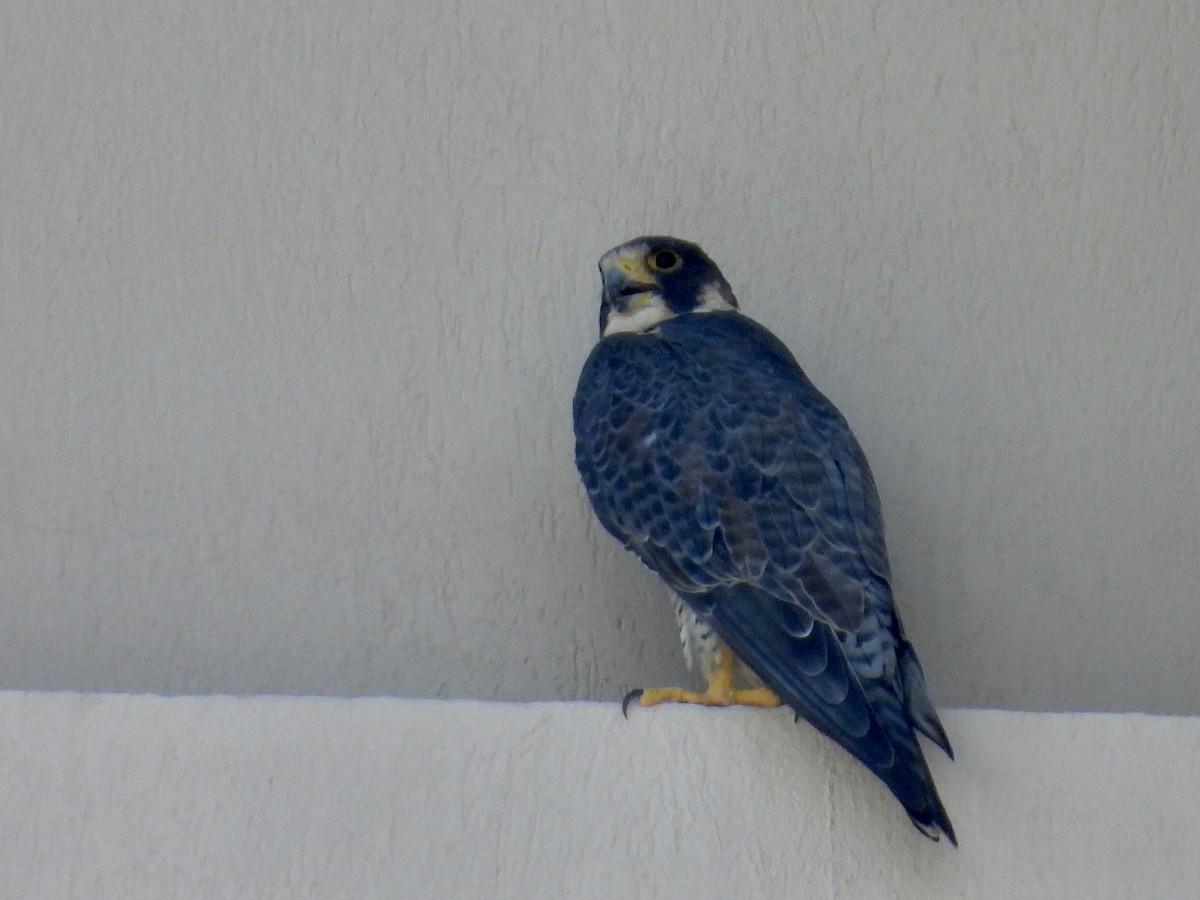 vandrefalk - ML646900860