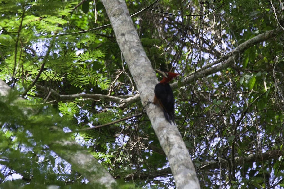 Red-necked Woodpecker - ML646900862