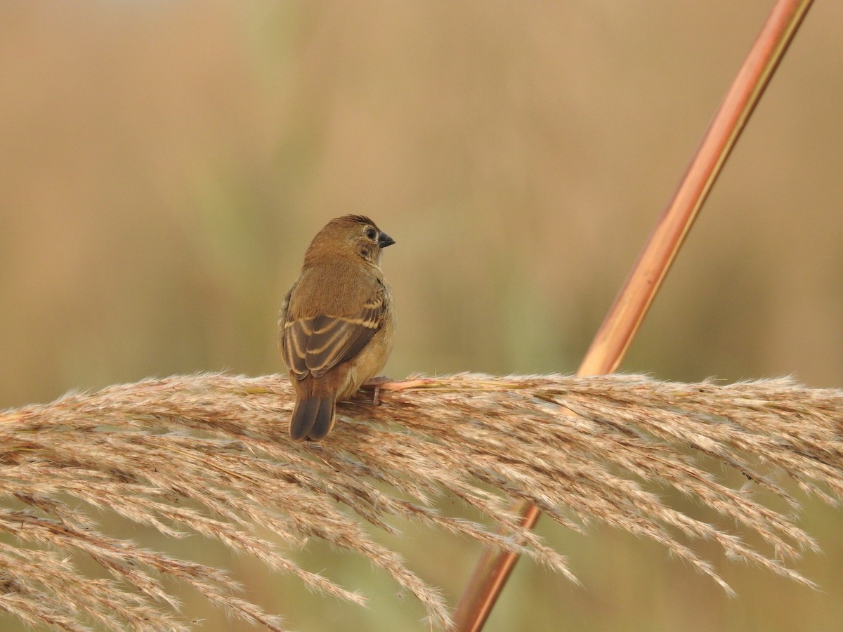 Bengalí Rojo - ML646900865