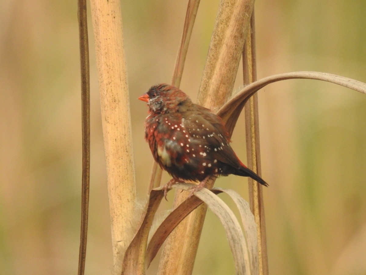 Bengalí Rojo - ML646900866