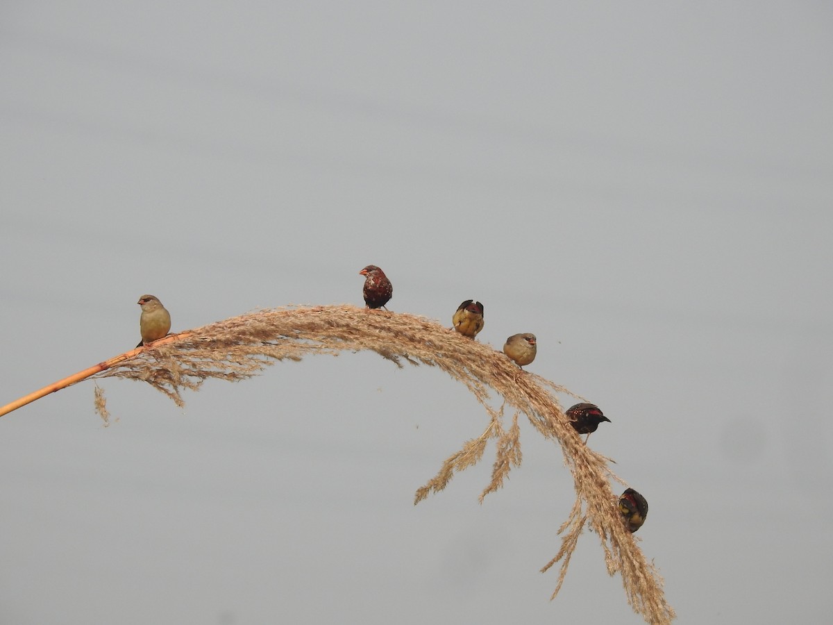Bengalí Rojo - ML646900867