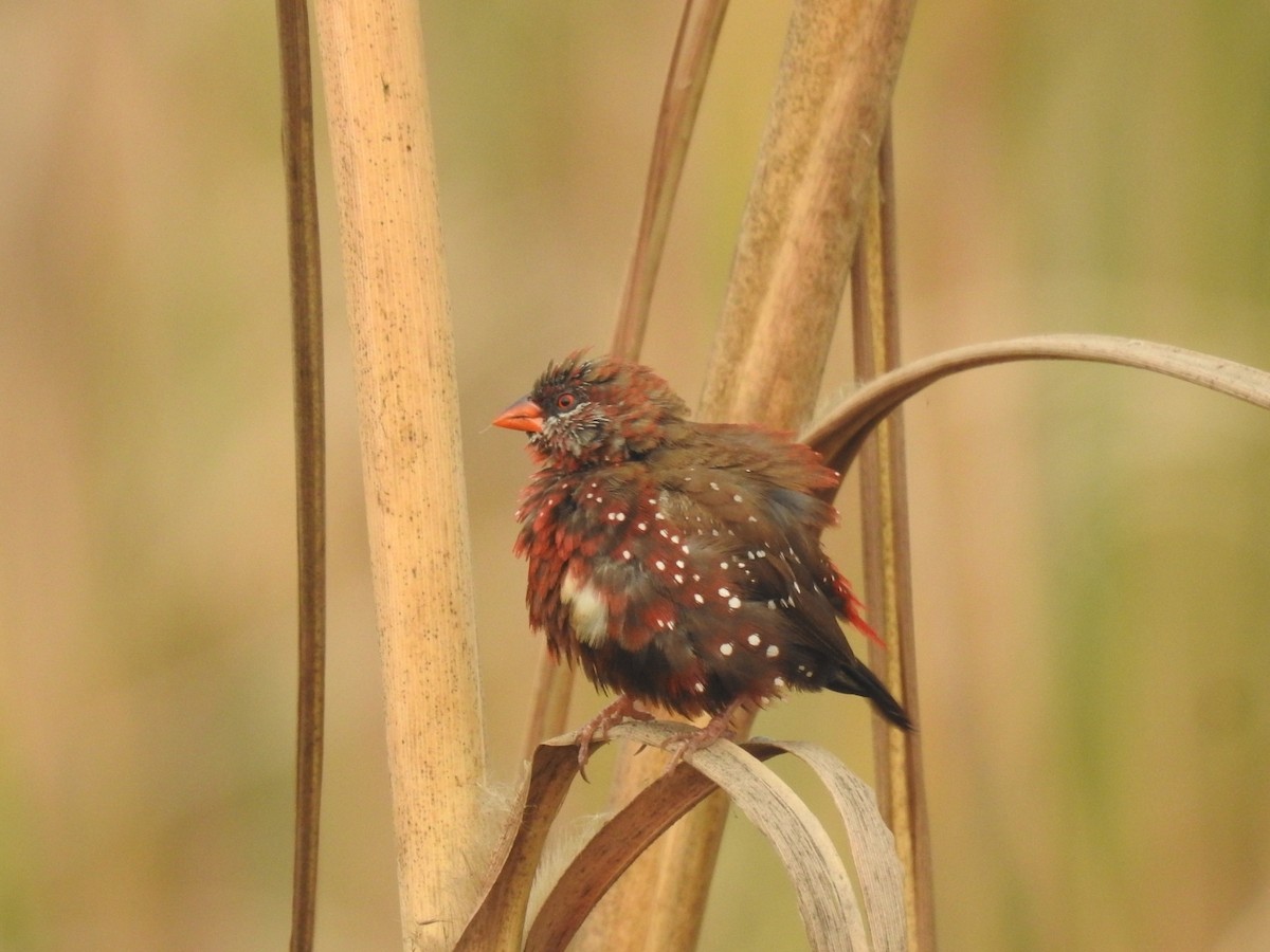 Bengalí Rojo - ML646900868