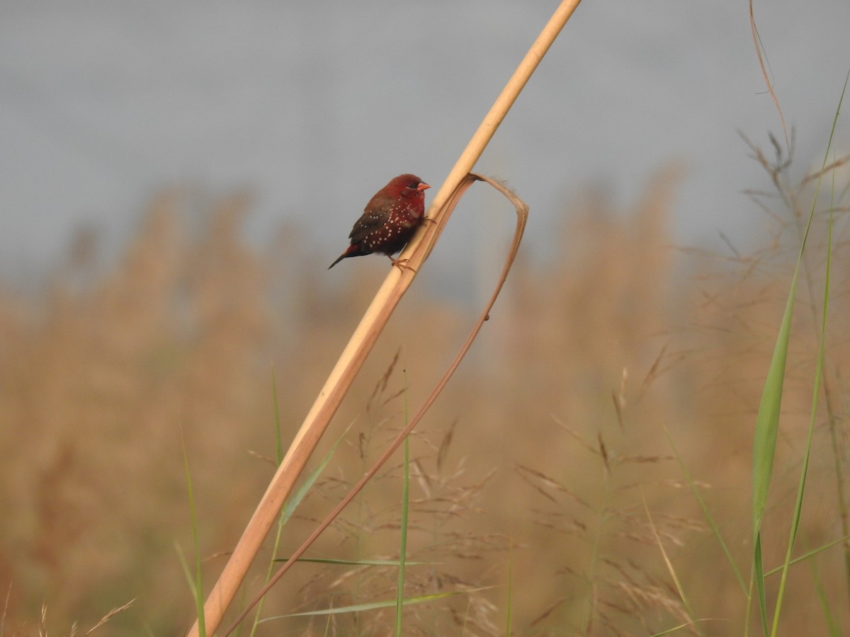 Bengalí Rojo - ML646900869
