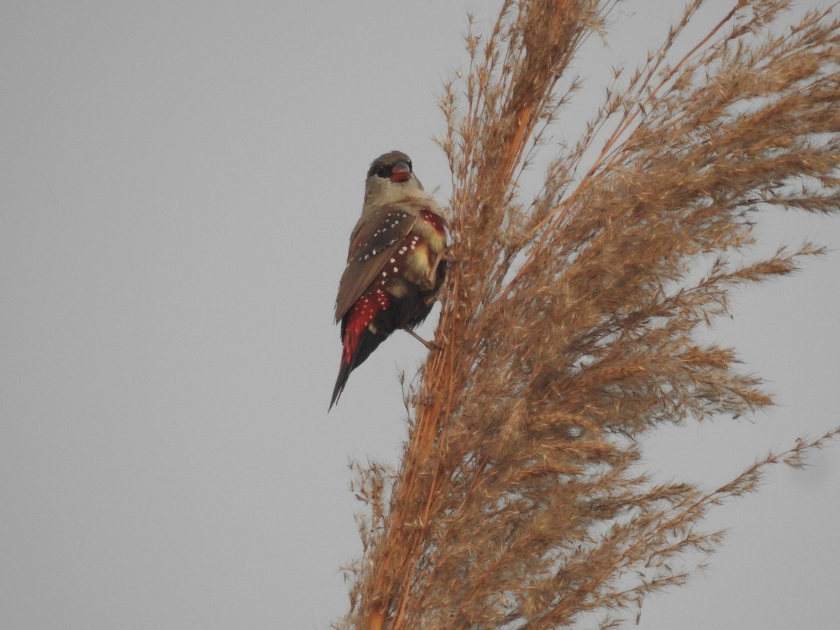 Bengalí Rojo - ML646900870