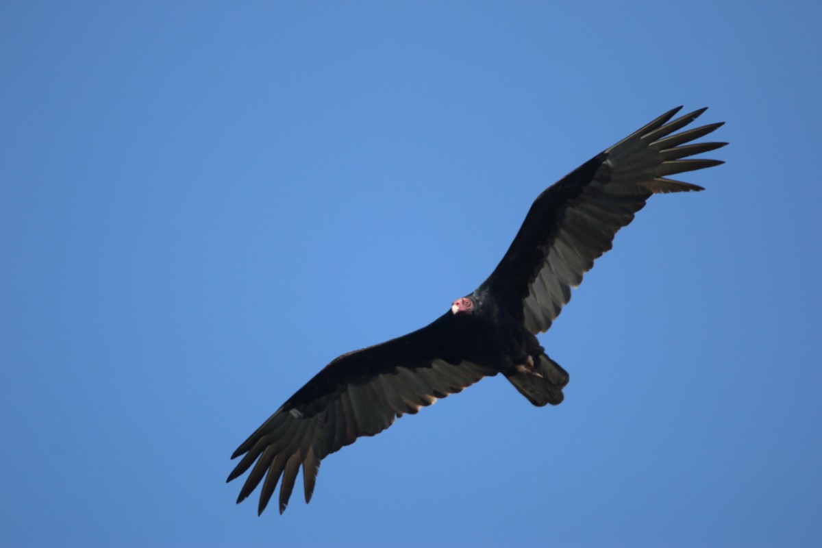 Truthahngeier - ML646900873