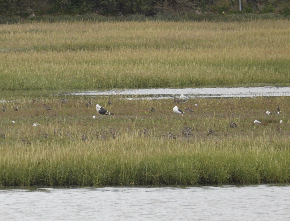 Great Black-backed Gull - ML646900875