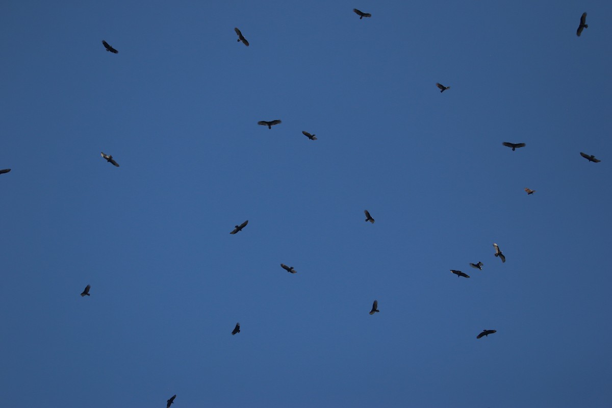 Rabengeier - ML646900882