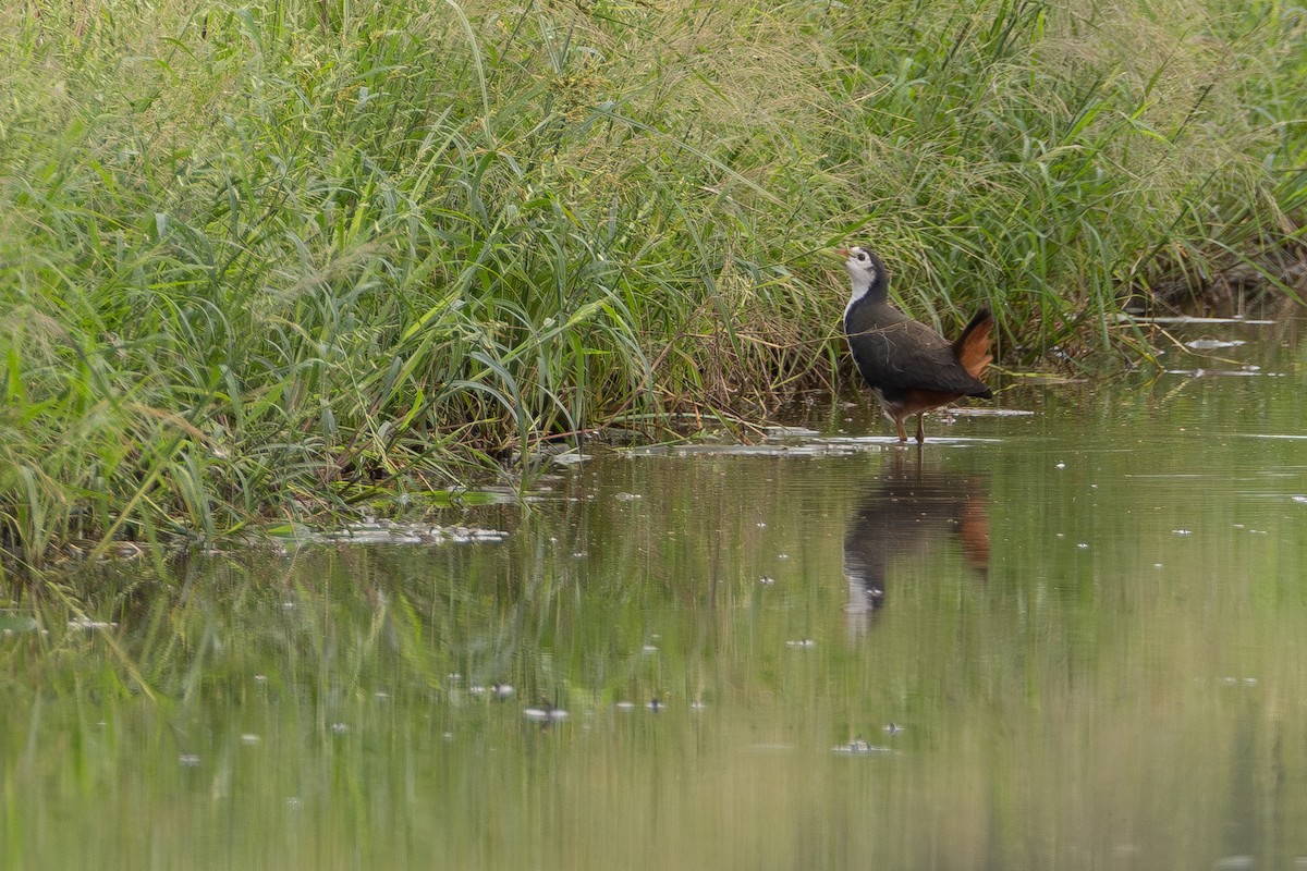 White-breasted Waterhen - ML646900884