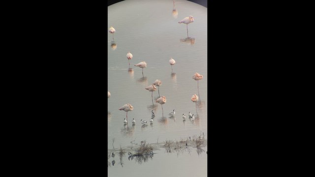 Abozeta kaskabeltza - ML646900888