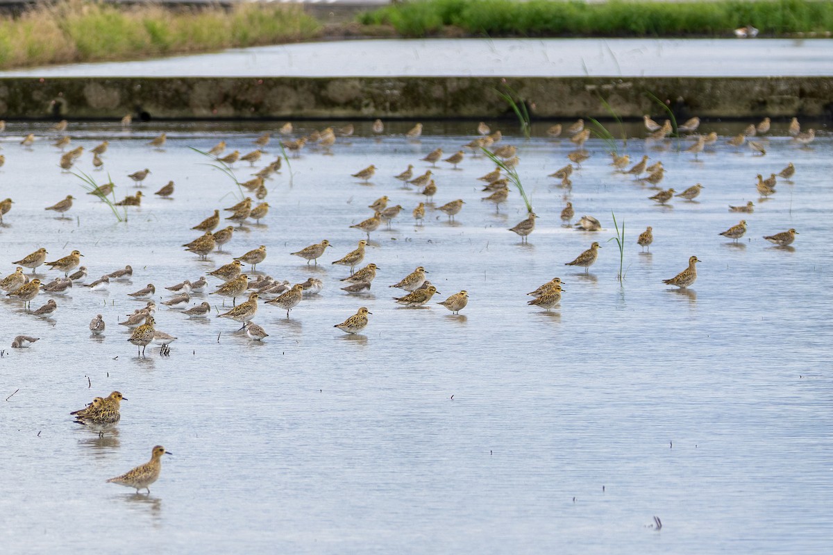 Urre-txirri siberiarra - ML646900890