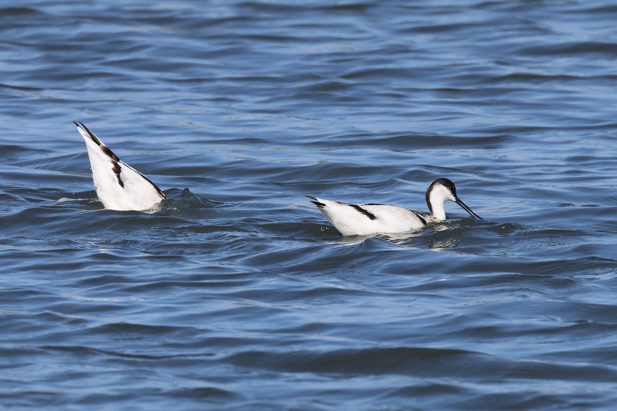 Pied Avocet - ML646900892
