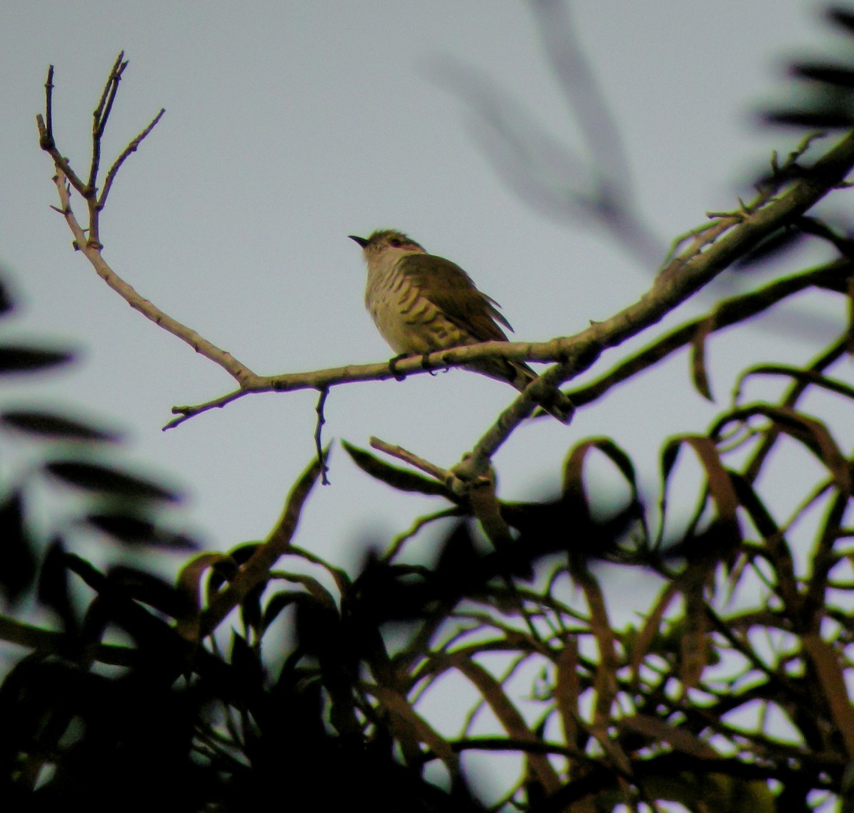 pygmégjøk - ML646900895