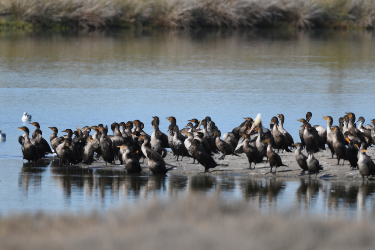 Double-crested Cormorant - ML646900897