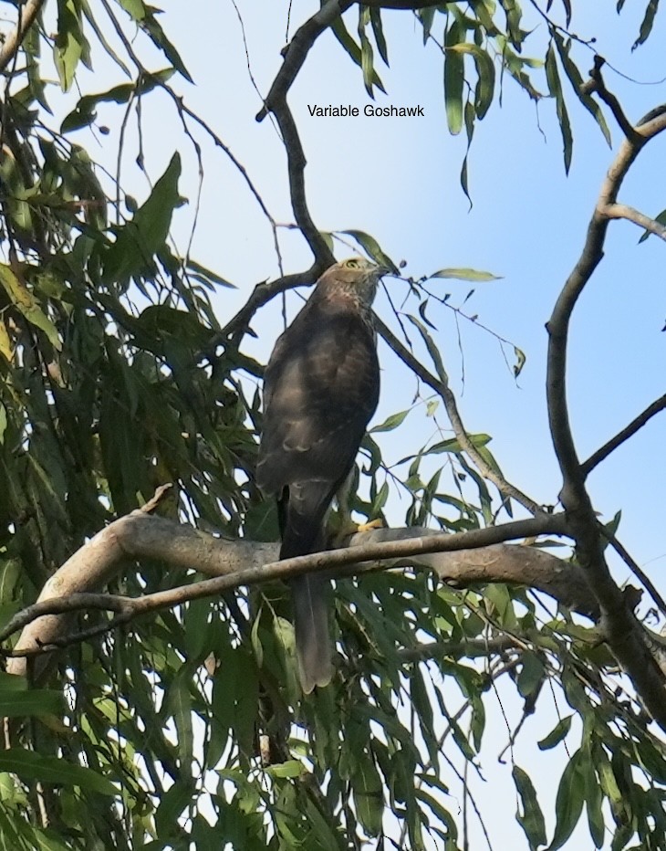 Variable Goshawk - ML646900899