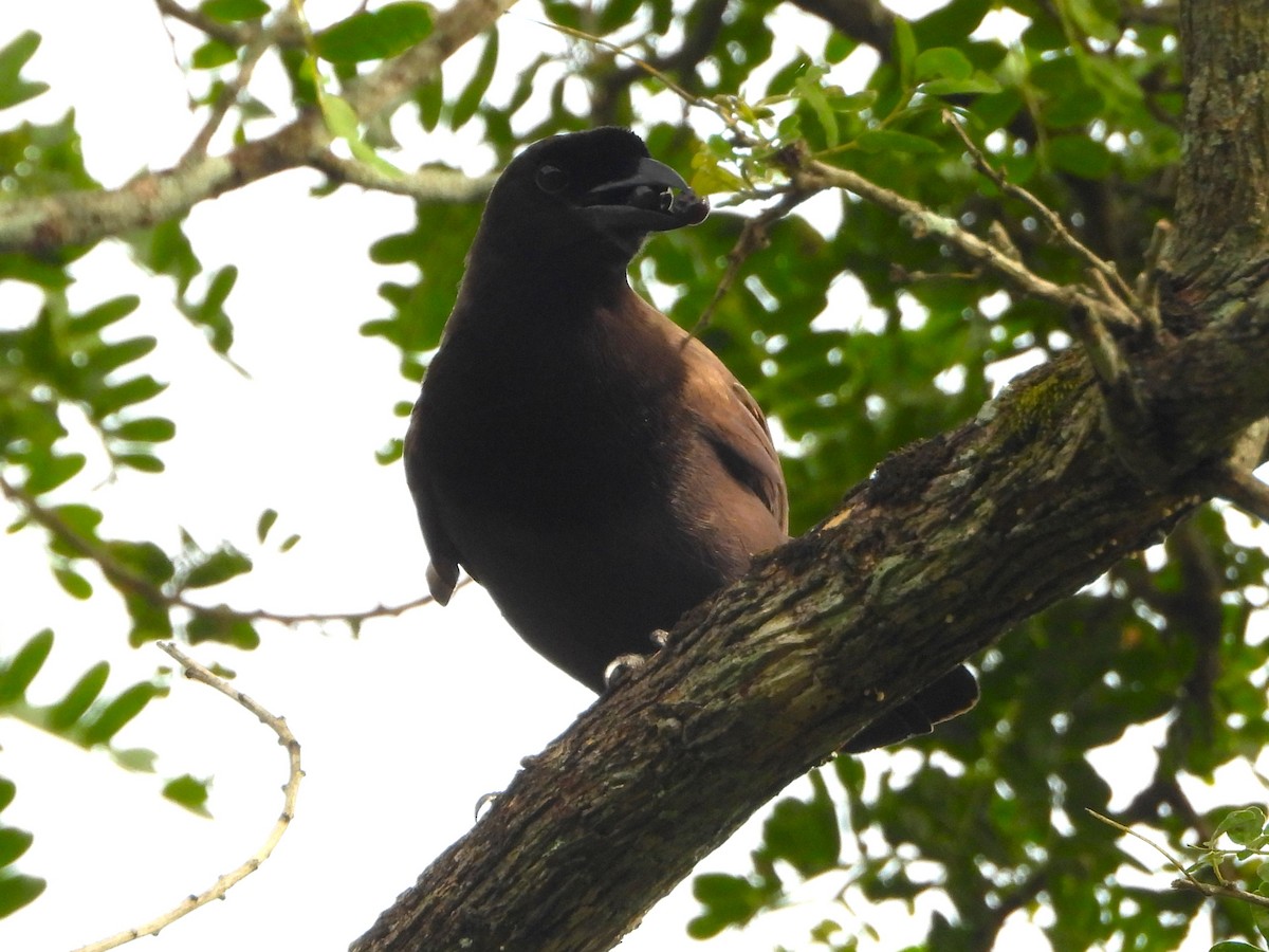 Purplish Jay - ML646900903