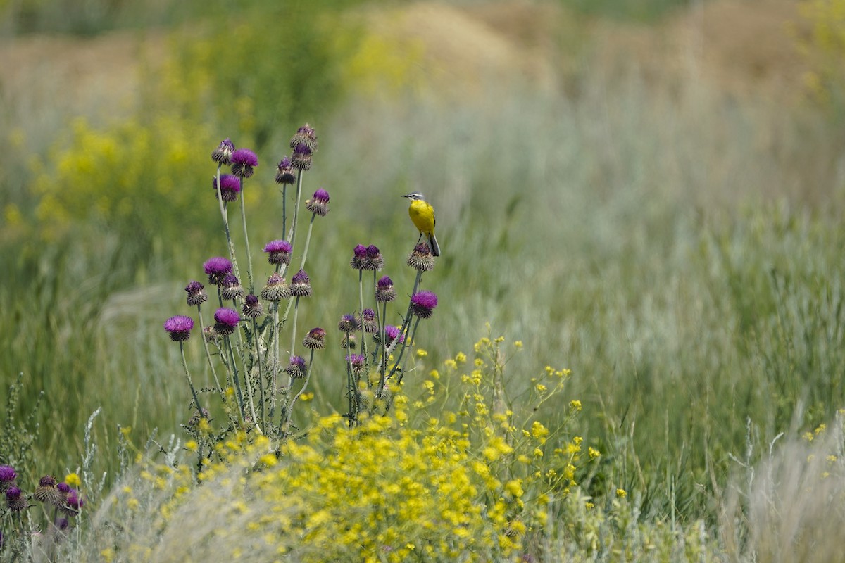 Western Yellow Wagtail - ML646900904