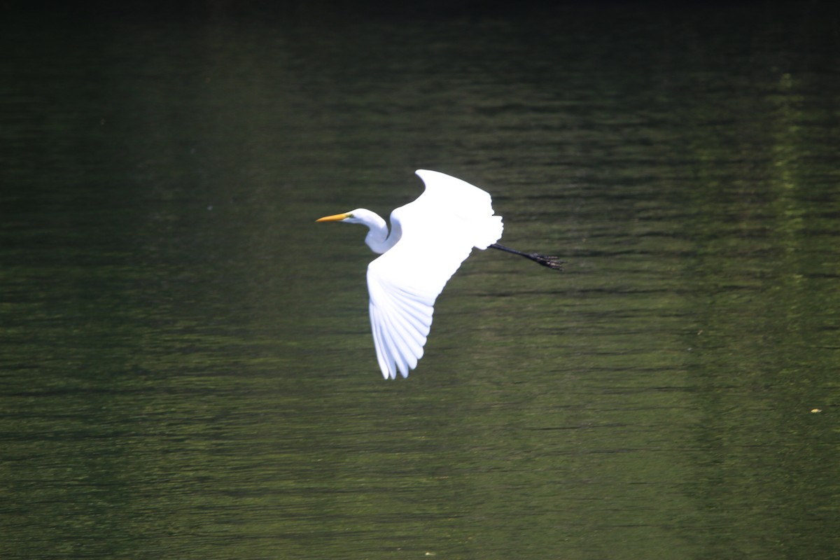 Silberreiher - ML646900905