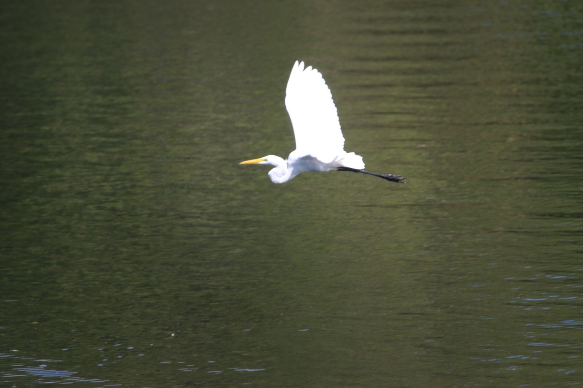 Silberreiher - ML646900906