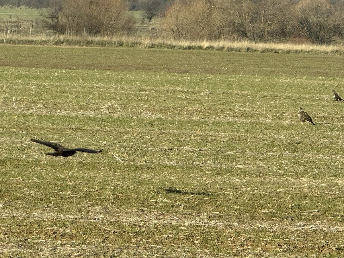 Common Buzzard - ML646900911