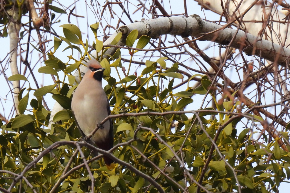 Ampelis Europeo - ML646900914