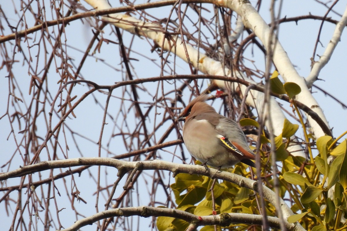 Ampelis Europeo - ML646900915